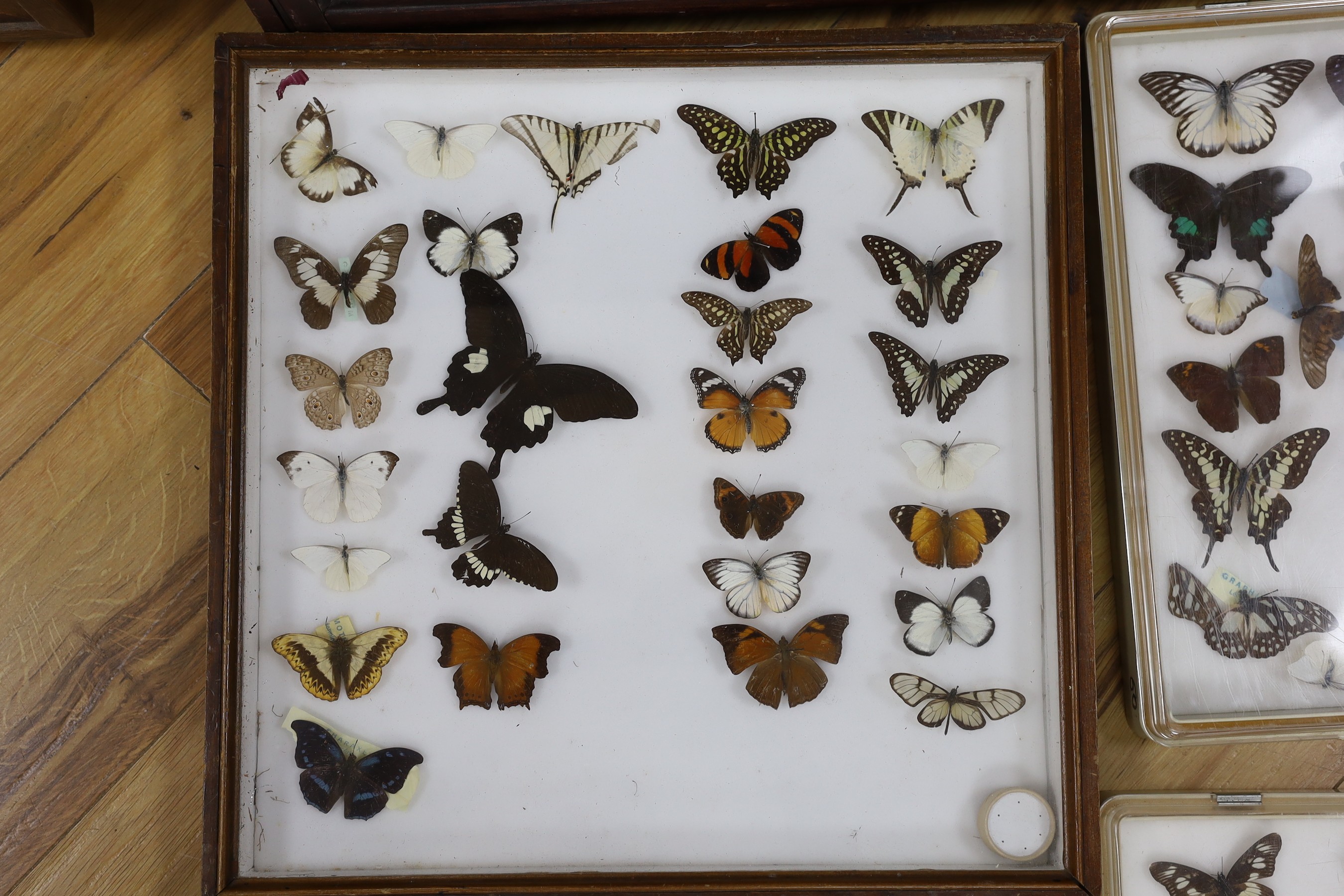 Four cases of exotic World butterfly specimens, many with collection labels for 1970s to c.1990, three Perspex cases 39 cm x 50 cm, wood case 46 cm x 46cm